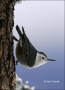 White-breasted-Nuthatch;Nuthatch;New-Mexico;Southwest-USA;One;one-animal;avifaun